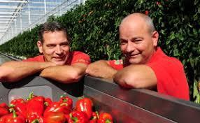 Geothermie en infra Pieter Wijnen Wijnen Square Crops 18,4 ha komkommer Egchel 32,6 ha paprika Californie totale arbeidsbehoefte 250 fte Telen en leveren waar de markt om vraagt Professioneel.