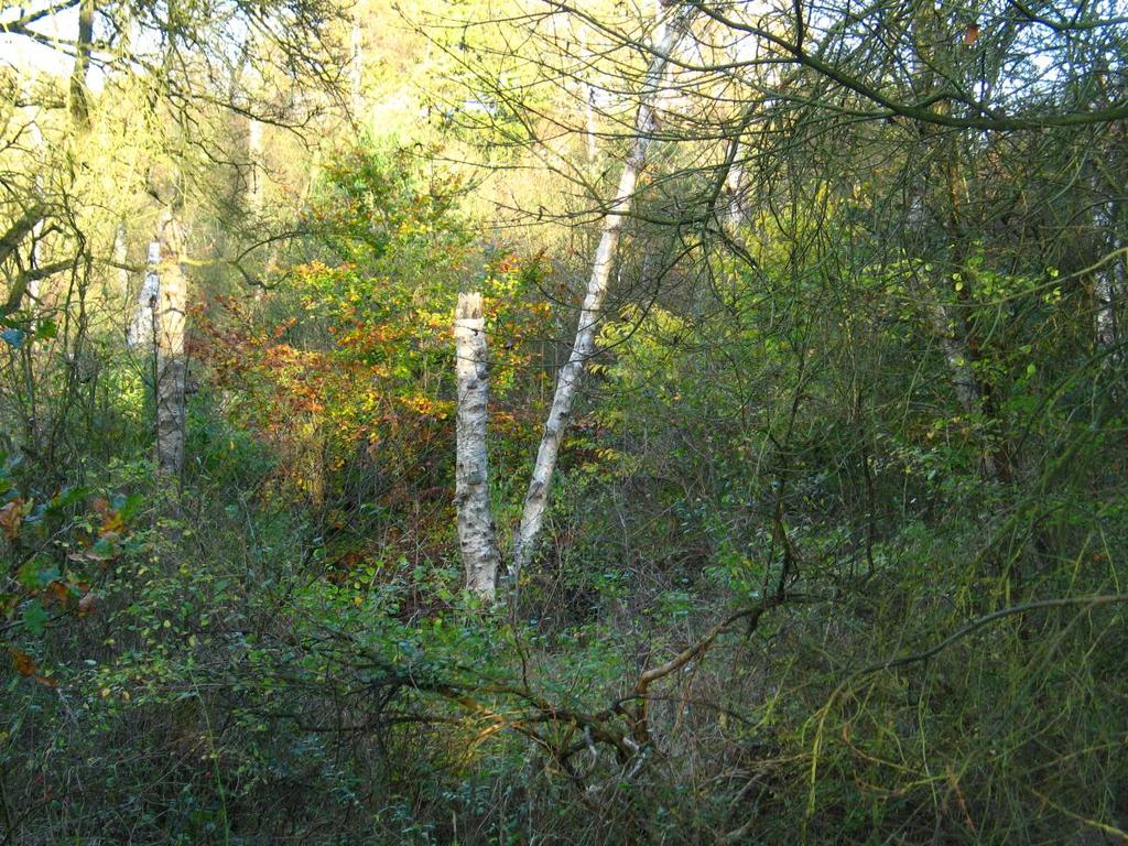 Natuurlijk, zelfregulerend duinbos Ontstaan uit natuurlijke successie Variatie in (loof)boomsoorten Variatie in leeftijden van bomen Dood hout en verjonging Verticale
