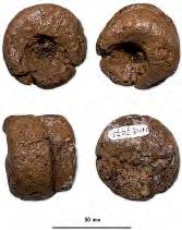 Er zijn verder sporen gevonden van botten van een mammoet, een grottenleeuw, een edelhert en een zadelrob. 3.