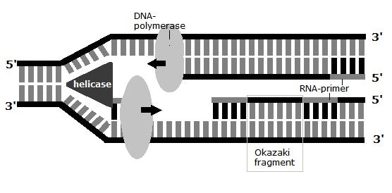 Figuur 2: DNA-replicatie (bron: SlimStuderen.nl). Het belangrijkste enzym dat betrokken is bij de replicatie van het DNA is DNApolymerase.