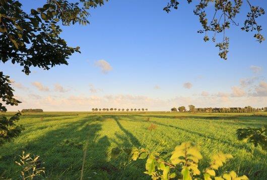 Grasland Gebied met vegetatie (gedomineerd door grassen). Cultuurgraslanden: in gebruik voor veeteelt.