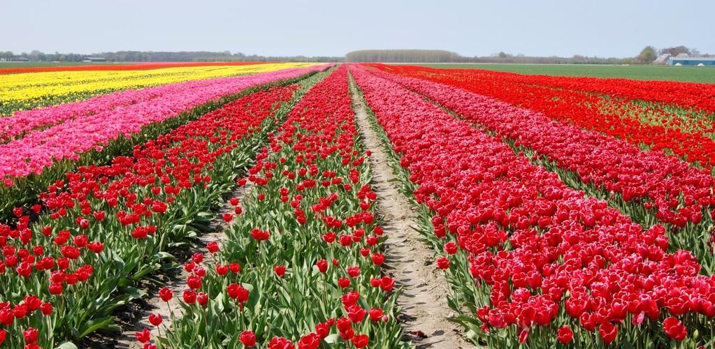 7 Perceel 1 Door het wegen, meten, tellen en beoordelen van de tulpenbollen van zowel het Micosat- als controleveld, kunnen ook de volgende conclusies getrokken worden. 1. Verschil in gemiddeld gewicht per bol De bollen uit het Micosat-veld wegen gemiddeld 1,3% meer dan de bollen uit het controleveld.