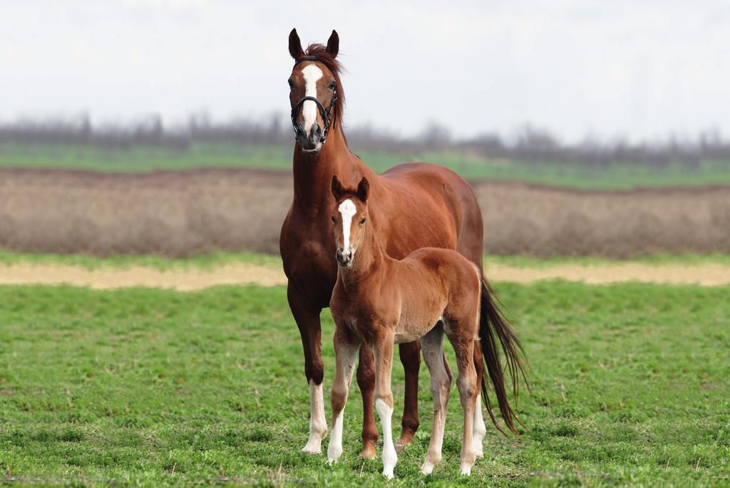 TEEL 16% YEARLING CUBES 14% STUD HORSE CUBES 14% STUD MUESLI 14% MDK PREP14 25% ALL PHASE BALANCER PELLET ENERGIE OUDERDOM/TYDPERK GESKIK VIR KENMERKE & VOORDELE Laag: minimale stysel & kalorieë -