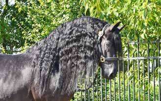 Slootjes, Rucphen Onze liefde voor het friese paard heeft er voor gezorgd dat talloze tevreden mensen u voor zijn geweest met het kopen van een fries paard, zowel binnen Europa als ver daarbuiten.