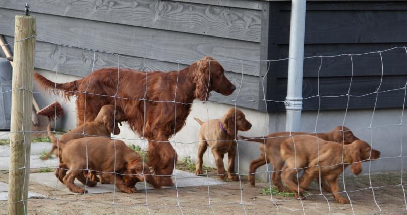 Fokken gaat niet over rozen Het liefste dat je als fokker wil, is een nest met kwieke pups; speels, karaktervol, en bovenal kerngezond, een lang leven lang.