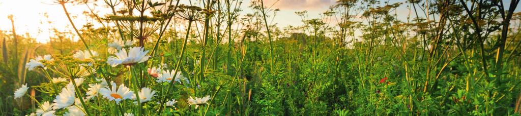 Bas Meelker Het droombeeld voor 2030: een florerende delta voor mens en natuur In 2030 herbergt de groene ruimte van Nederland een rijke biodiversiteit aan onder andere bodemleven, planten, insecten