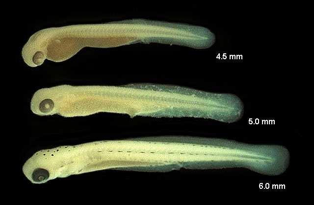 - Ecologische kennis - Figuur 3.3 Kolblei in het larvale stadium (bron: Pinder, A.C., 2001). In de actieve larvale periode beginnen de larven te zwemmen en vullen de luchtblaas.
