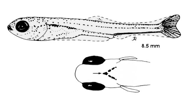 Binnen deze periode worden pigmentvlekjes gevormd op de rug, de zijden, de boven- en onderkant van de buikholte, doorlopend over de ventrale zijde van de staart (Lammens, 1976).