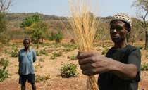 Landbouw Wakker mee de ondernemingszin aan van boeren in Benin Het leren telen van fonio, een graansoort rijk aan voedingsstoffen, helpt hen op weg L1 De regio Atacora in het noorden van Benin wordt