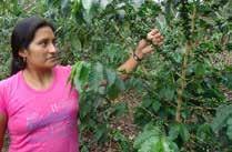 Landbouw Investeer mee in duurzame koffieteelt in Ecuador Kwaliteitskoffie verbetert levensomstandigheden van de koffieboeren L7 In de Intag-vallei bedreigt de klimaatopwarming de kwaliteit van de