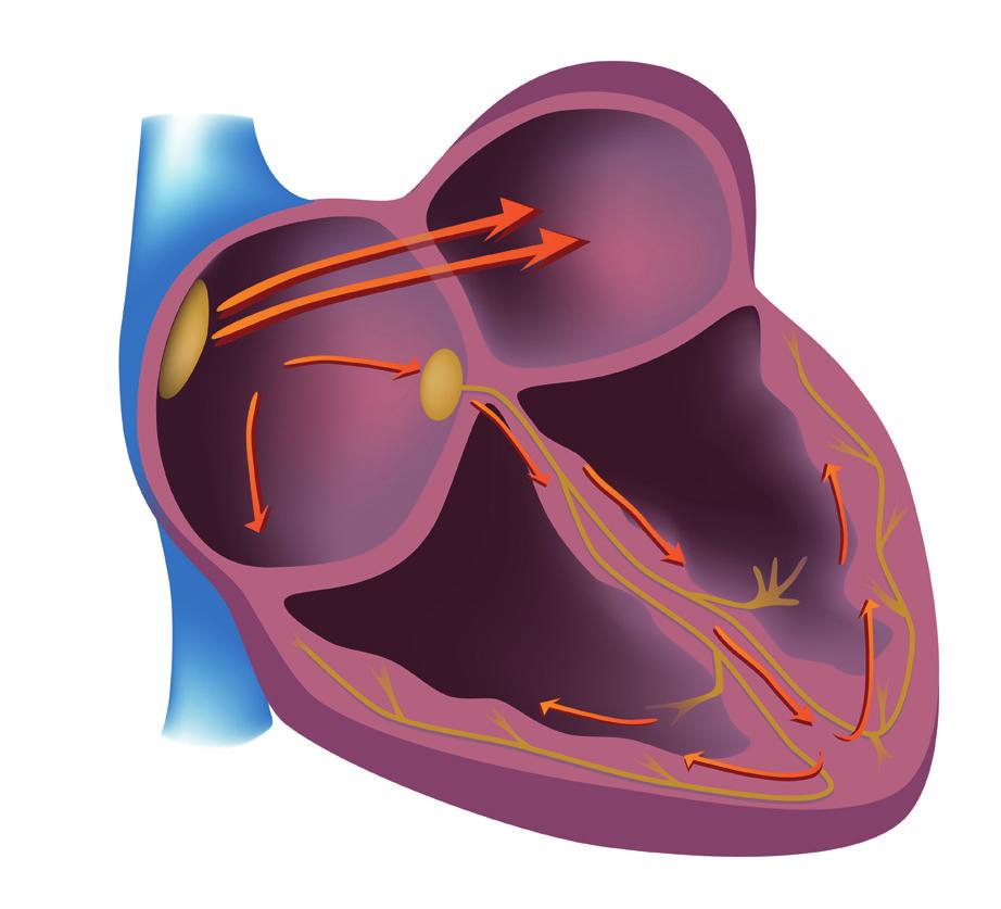 Elektriciteitsnetwerk van het hart Het hart is de motor van ons lichaam.