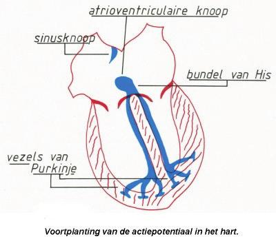 Storing van het elektriciteitsnetwerk van het hart Bij een storing van het elektriciteitsnetwerk van het hart wordt gesproken over een ritmestoornis of aritmie.