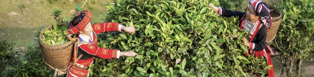 BacHaTea Inheemse thee uit Vietnam In de hooglanden van Vietnam, vlak tegen de Chinese grens, leven een heel aantal inheemse groepen in armoede.