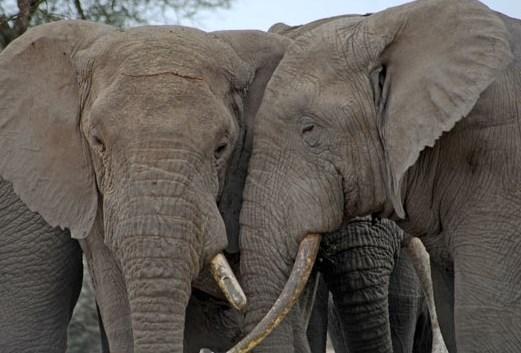 Duurzaam toerisme bij de Masaï In het Noorden van Tanzania wonen de Masai in de Enduimet WMA, een uitgestrekt gebied dat de habitat vormt van heel wat diersoorten, waaronder olifanten.