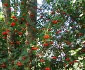 Notenboom Middelgrote bomen Fruitbomen Opvallende boom Berk Lijsterbes Struiken Hulst