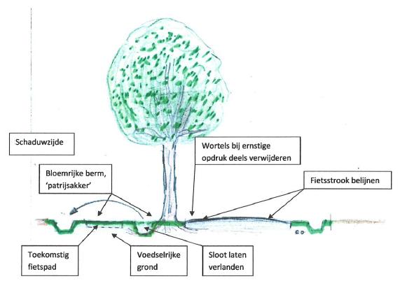 2. Uitbreiding aan boomzijde Voordelen: - Fietsverkeer krijgt eigen vrijliggende voorziening Nadelen: - Duur, voldoet niet aan criterium sober en doelmatig - Onteigening van grond kan zich voordoen