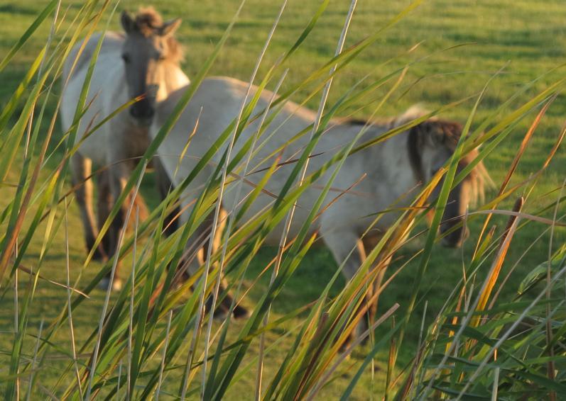 Welk dier is volgens de Bijbel niet bang en laat zich niet verwarren door de sjofar en wordt er zelfs enthousiast van? Het paard! Job 39:22-28 Kunt u het paard kracht geven?