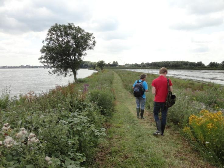 Schijnraket Erucastrum gallicum Veenwortel Persicaria amphibia Sint-Janskruid Hypericum perforatum Veldlathyrus Lathyrus pratensis Slangenkruid Echium vulgare Viltige basterdwederik Epilobium