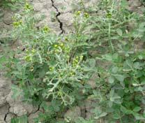 Plantentoxinen incidenten en issues 2010 Nederland: Alfalfa besmet met PA uit kleinkruiskruid: alfalfa wordt verbouwd in alle kustgebieden; gebruikt als