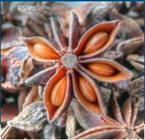 000) op basis van riddelliine Plantentoxinen incidenten en issues Aristolochia Clematis