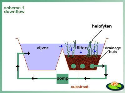 Het water uit de vijver komt aan de oppervlakte in het moerasfilter en wordt langs het substraat met daarin de wortels van de helofyten in neerwaartse richting aangezogen.