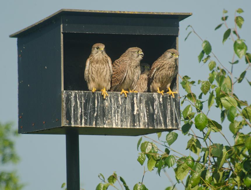 Struiken, struwelen en heggen Roodborsttapuit Saxicola rubicola Zomergast. Onregelmatige broedvogel. Heeft kunnen profiteren van het ontstaan van de ruigte in het noordelijk deel.