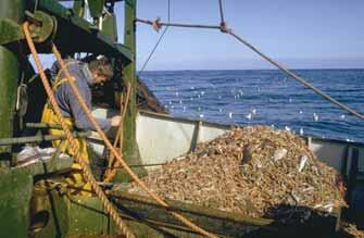 Hoeveelheid aan land gebrachte vis en vissterfte voor de belangrijkste visstocks In 10 jaar tijd is de aanvoer van tong en schol, veruit de twee belangrijkste soorten voor de Nederlandse zeevisserij,