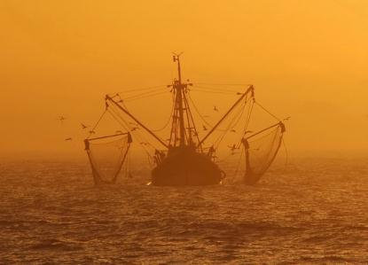 Traceerbaarheid in de visketen voor VALDUVIS Praktische organisatie - Flow aan boord - Flow in de visveiling ( tussen veilingen) - Ontwikkeling