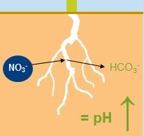 Dit proces is afhankelijk van de bodemtemperatuur en soms onvoorspelbaar. Chemisch effect: Voorbeeld NH 4 NO 3 NH 4 - NO3 NH 4 Dit geringe ph verlagende effect treedt zeer snel op.