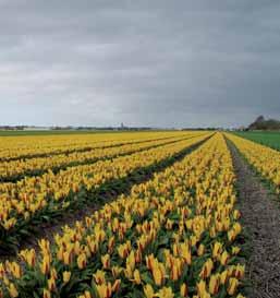 Groeten uit Holland, qui è fantastico! 106 Advies over vrije tijd, toerisme en ruimtelijke kwaliteit niet in publiek-privaat verband.