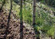 Gra ek 2: Verloop van de hoeveelheid beschikbare nitraatstikstof gemeten in de rij van 0 tot 90 cm op een perceel met Alnus glutinosa.