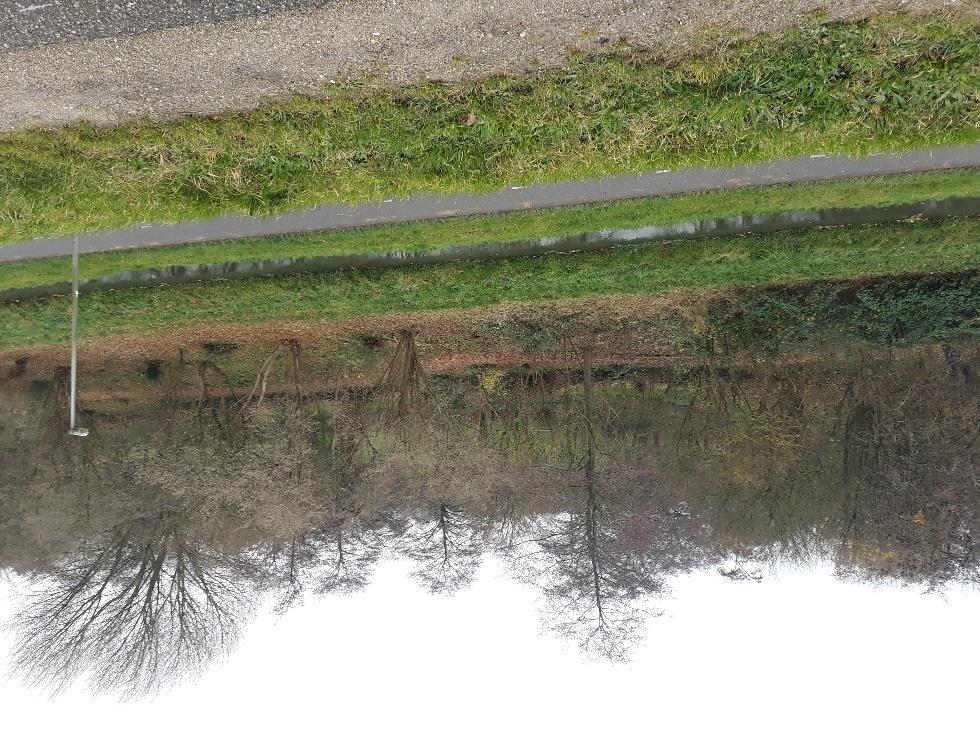 Rond de voormalige sportvelden zijn sloten en een beplanting van Zwarte els aanwezig.