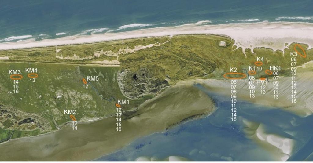 In onderstaande figuur zijn de kolonies van Lepelaars en andere kolonievogels op Oost-Ameland aangegeven.