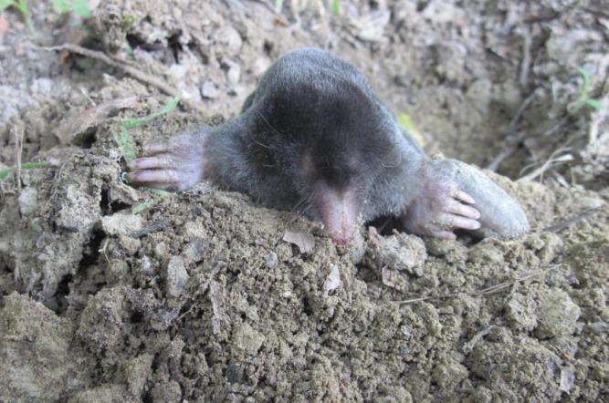 Achtergrond Kennisvraag Veel akkerbouwers zijn zich bewust van het belang van (bodem)biodiversiteit. Hoe ze er op kunnen sturen en beïnvloeden weet de praktijk echter nog (zeer) beperkt.