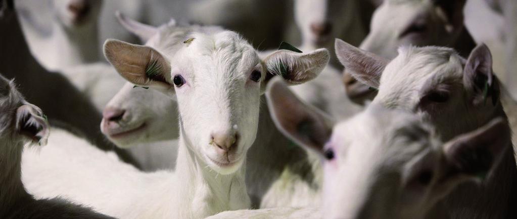 actueel Nieuwsbrief Skal Biocontrole, december 2017 Over regelgeving en toezicht op de biologische landbouw Inputlijst: handig voor checken hulpmiddelen De 3 meest gestelde vragen over landbouw Skal