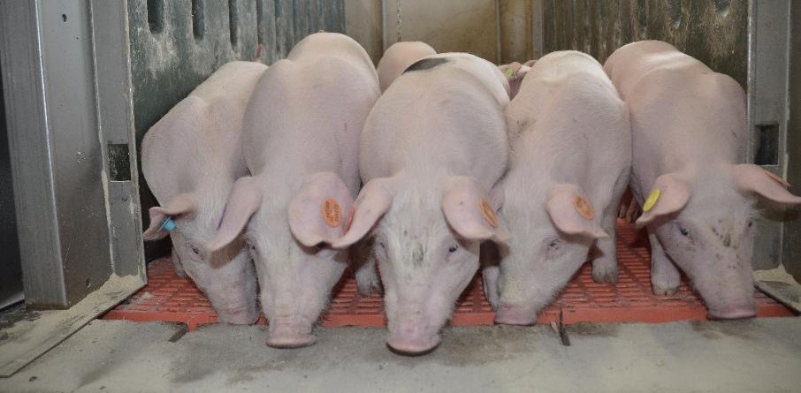 aminozuursamenstelling (Sam Millet) 10u00 Belang van de voedervorm op groeiprestaties en nutriëntenverbruik (Alice Van den Broeke) 10u20 Pauze Deel 2.