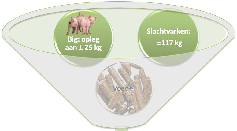 Voeder NE(MJ/kg) 9.67 9.50 9.50 9.30 Ruw Eiwit (g/kg) 161 151 147 140 dvlys (g/kg) 9.0 8.2 7.7 7.0 P(g/kg) 4.3 4.3 4.6 4.