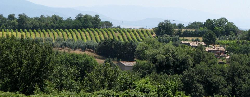 Santa Fransesca Het wijndomein Santa Fransesca ontstond in het hart van Umbrië, op de heuvels van Orvieto, op loopafstand van de stad van tufsteen.
