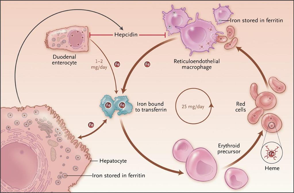 IJzer transport in het lichaam Iron Cycle.