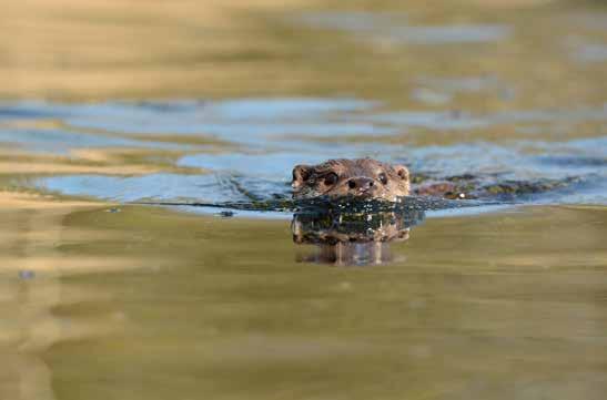 NATUUR EN LANDSCHAP Hierbij is gebleken dat het project Ecologische Verbindingszone Vogelzangsche Wijk bij Zuidwolde kansrijk is om mede vanuit dit programma te worden gefinancierd.