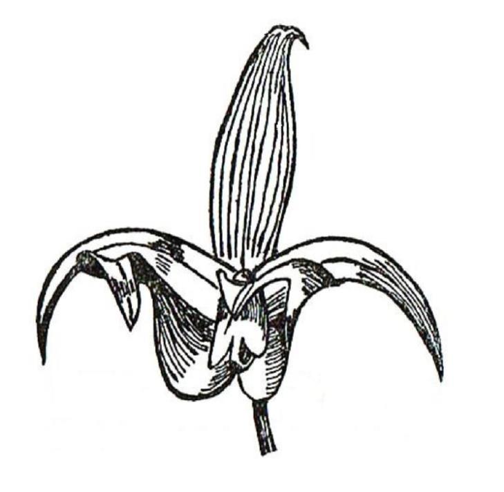Nederlandse Orchideeën Vereniging Kring