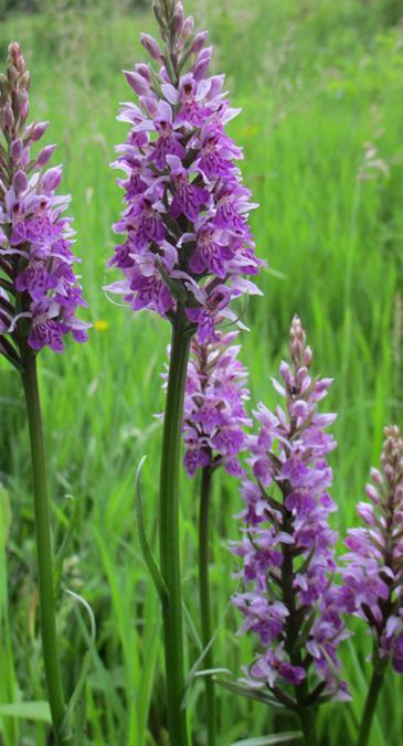 Dagje naar Silberberg. Op dinsdag 5 juni zijn wij, Paul, Mieke, Albert en Anneke, naar Duitsland geweest om hét plekje van wilde orchideeën te bezoeken.