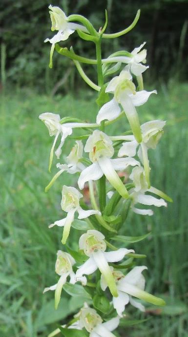 Gelukkig bloeiden de Bijenorchis var. Friburgensis (Ophrys apifera var fiburgensis) en de brede Wespenorchis (Epipactus helleborine) wel! Wat hebben wij genoten van al die soorten!