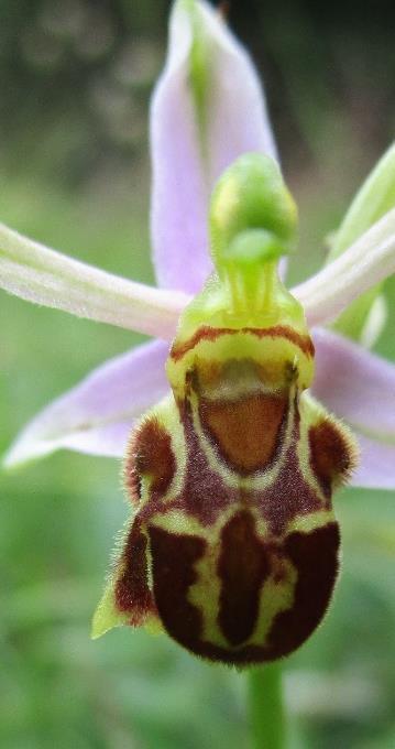 Heerlijk om zo over een weide te lopen waar je ogen tekort komt om alles te zien! Wanneer de eerste orchidee ondekt is, ziet men er steeds meer!