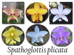 Die enkeling waren Spatoglottis plicata, Phalaenopsis mannii, een fraaie Phaius en diverse Dendrobiumsoorten waarvan ik de naam schuldig moet blijven.