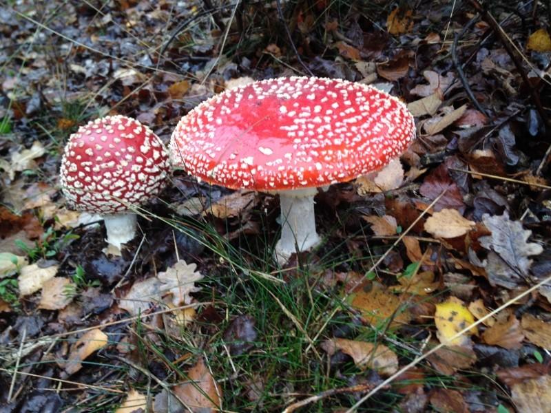 En tussen al dat werken door natuurlijk