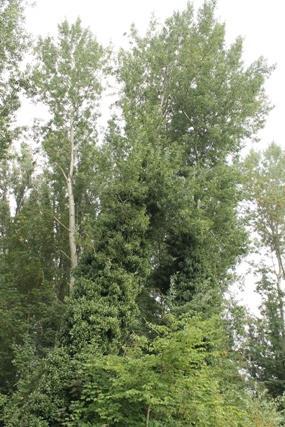Vogelbos achter HW 77 Scheefhangende boom VEILIG?