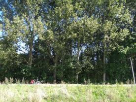 2012 57: Windbos langs fietspad (nabij dijk) Dicht