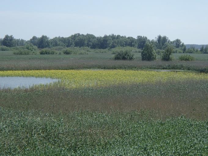 Sovon-rapport 2017/08 Ten noordwesten van de Natte Graslanden ligt een lange strook riet tussen de Oostvaardersdijk (een dijk met tweebaansweg, die langs de hele