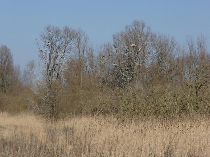 Broedvogels in terreinen van Het Flevo-landschap in 2016 Aalscholvernesten langs de noordrand van de Kleine Plas, 17 maart 2016.
